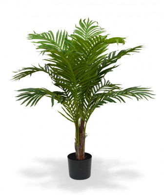 Kencja palma (100 cm)