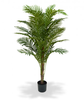 Kencja palma (180 cm)
