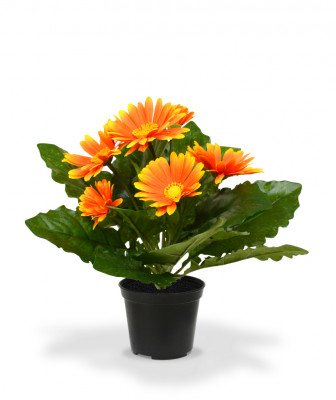 Gerbera (29  cm)