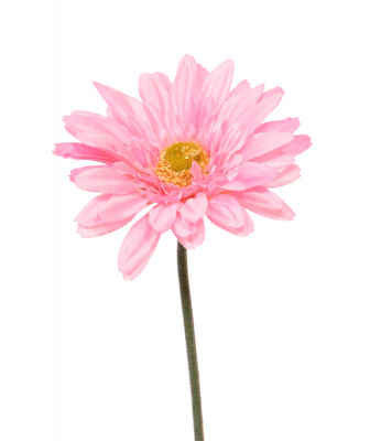 Gerbera (60  cm)