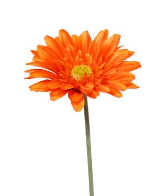 Gerbera (60  cm)