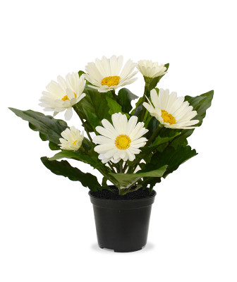 Gerbera (29 cm)