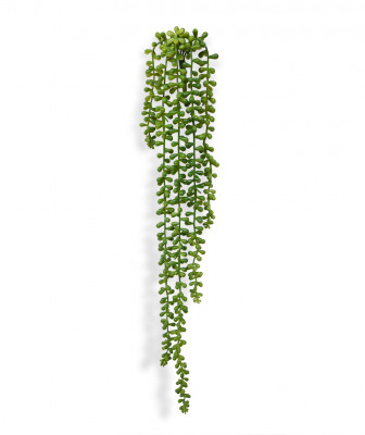 Senecio (55 cm)