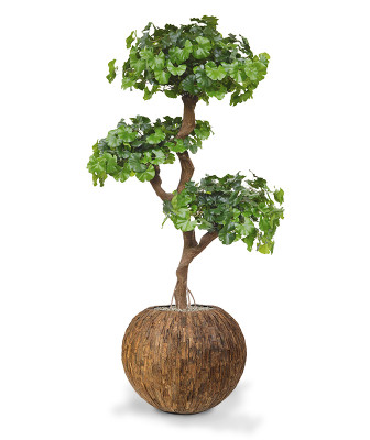 Miłorząb Bonsai drzewo (150 cm)