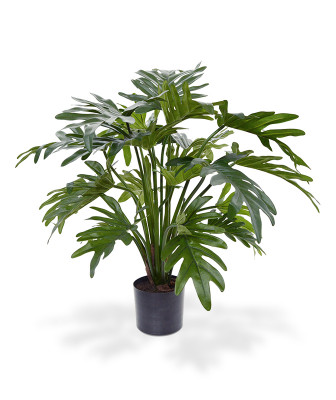 Philodendron Xanadu (50 cm)