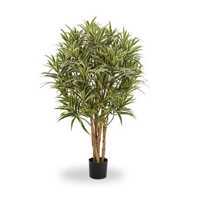 Dracena odwrócona (100 cm)