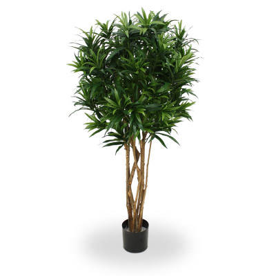 Dracena odwrócona (150 cm)