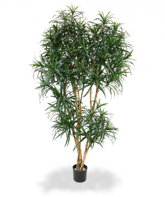 Dracena 190 cm