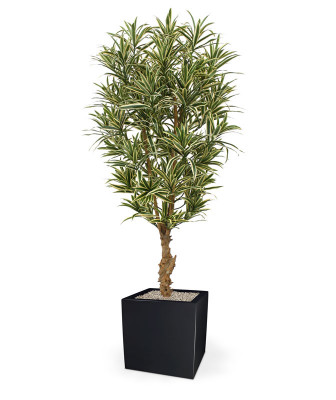 Dracena odwrócona (150 cm)