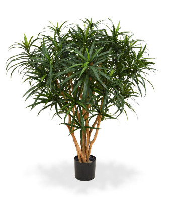 Dracena 120 cm