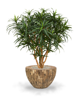 Dracena odwrócona XL (120 cm)