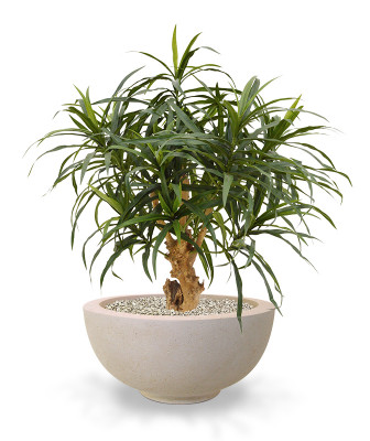 Dracena 75 cm