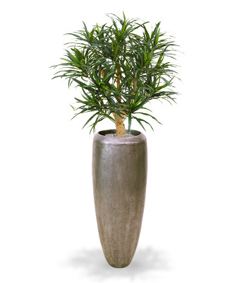 Dracena 95 cm