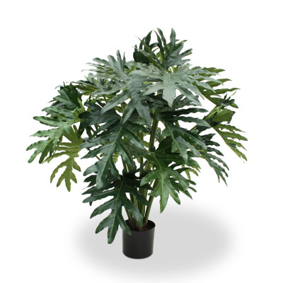 Philodendron Selloum (100 cm)