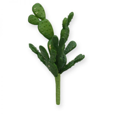 Kaktusas  20 cm