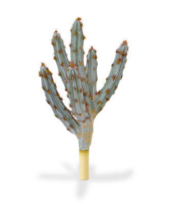 Kampuotasis Sijūnas Kaktusas 35 cm