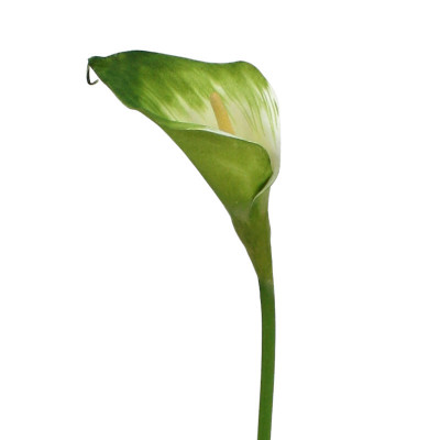 Kalla cięty kwiat (55 cm)