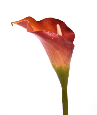 Mākslīgās kallas zieds ar kātu Deluxe (55 cm)