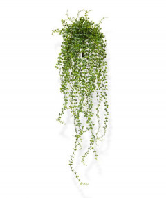 Fake Callisia trailing plant (70 cm) UV