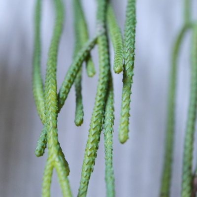 Planta rasteira Rhipsalis Pilocarpa artificial 65 cm 