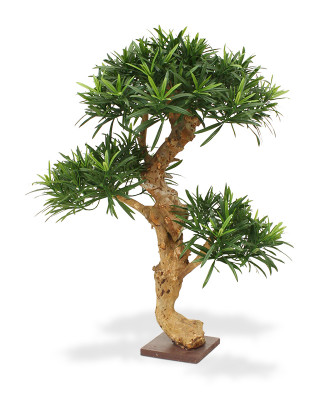 Podocarpus Bonsai drzewko (65 cm)