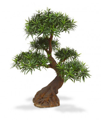 Kivijugapuu bonsai UV-kaitsega (86  cm)