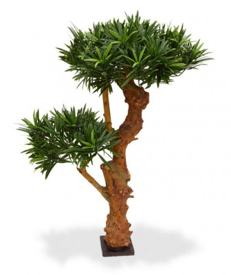 Podocarpus Bonsai drzewko (65 cm) UV