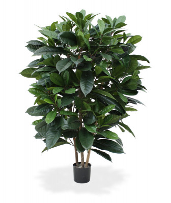 Ficus Cyathistipula (120 cm)