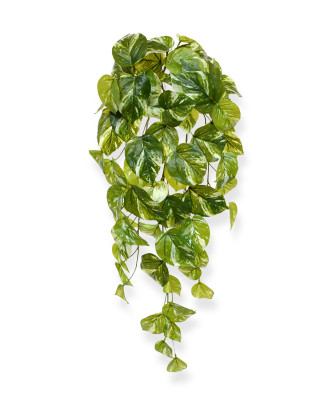 Pothos (60 cm)