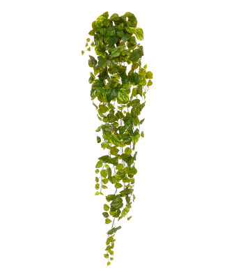 Epipremnum wiszące (170 cm)