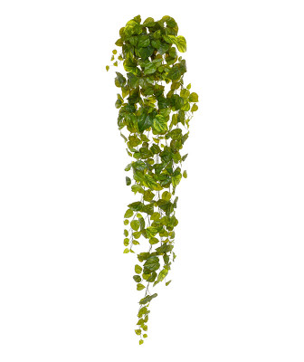 Pothos sarmaşığı (170 cm)