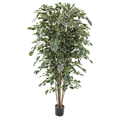 Ficus Exotica artificial Deluxe 180 cm variegado