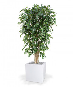 Fake Ficus Exotica (180 cm)