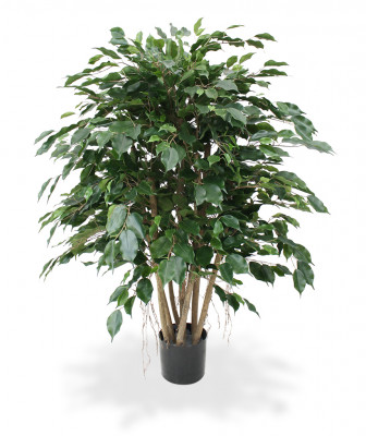 Fikus Exotica XL (110 cm)