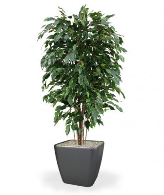 Ficus Exotica artificial Deluxe 150 cm verde Retardante de fogo