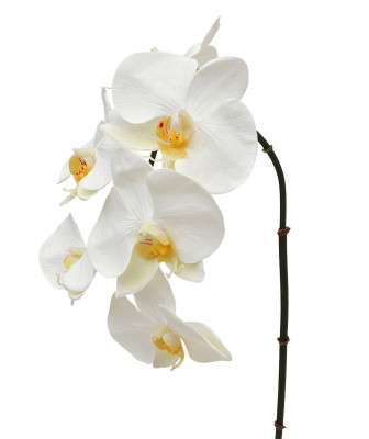 Mākslīgās orhidejas zars (55 cm)