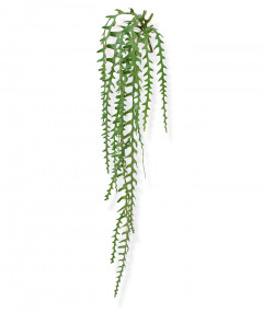 Fake Epiphyllum trailingplant (110 cm)