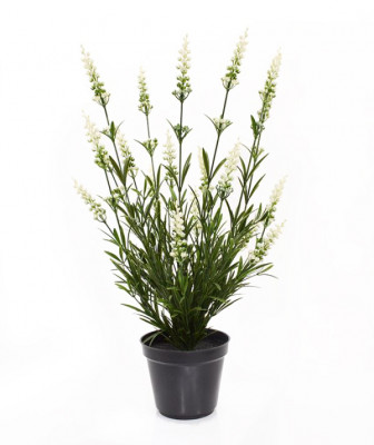 Lawenda roślina (50 cm) UV