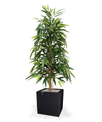 Longifolia Royal (150 cm)