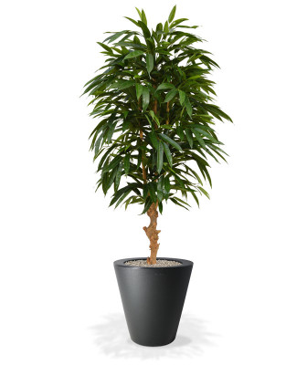 Mākslīgā Longifolia Royal Deluxe (90 cm)