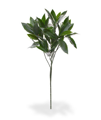 Loorberipuu UV-kaitsega (50  cm)