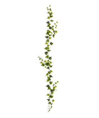 Hedera garland (180 cm)