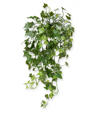 Hedera (65 cm) UV