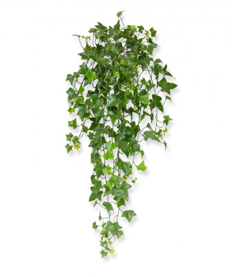 Hedera (80 cm) UV