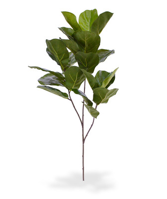 Fikus lirolistny Royal roślina (70 cm)