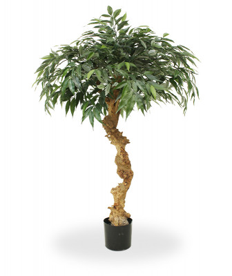 Biały Dąb Bonsai (100 cm)