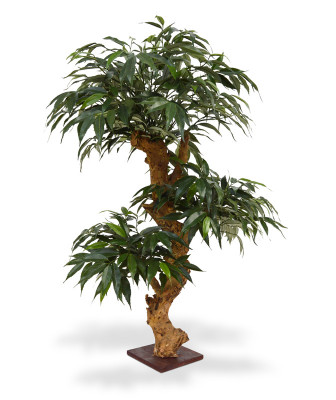 Mürdilehine tamm bonsai (80  cm)