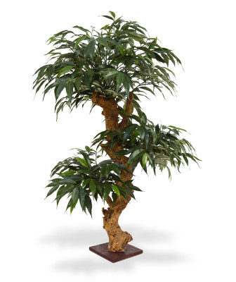 Biały Dąb Bonsai (80 cm)