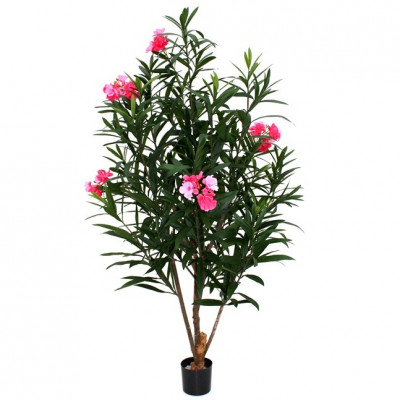 Oleander (150 cm) różowy (150 cm) rose