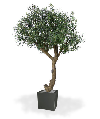 Оливковое дерево (270 см)